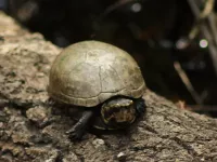 Oostelijke modderschildpad [Kinosternon subrubrum]